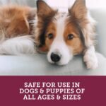 vetality stop the runs chewables for dogs image