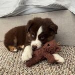 spunky pup organic cotton dog toy large bear image