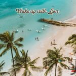 lion coffee vanilla macadamia light roast image