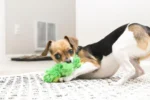 kong frog dog toy xs green image