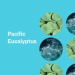 everyone 3in1 soap pacific eucalyptus