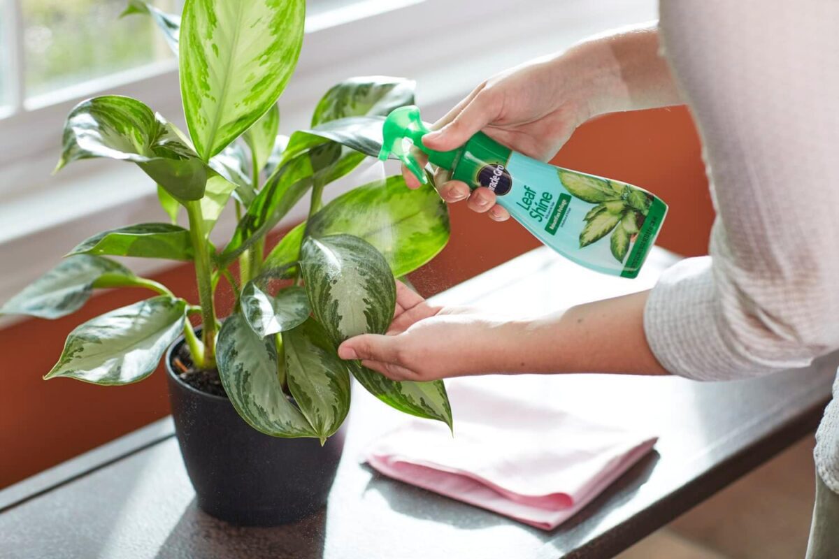 Miracle-Gro Leaf Shine, Green