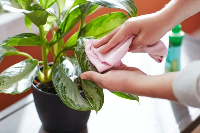 Miracle-Gro Leaf Shine, Green