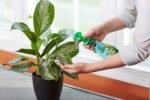 Miracle-Gro Leaf Shine, Green