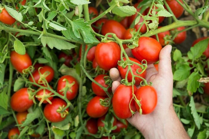 mutti tomato puree with fresh vasil image