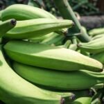 artisan tropic plantain strips sea salt pack