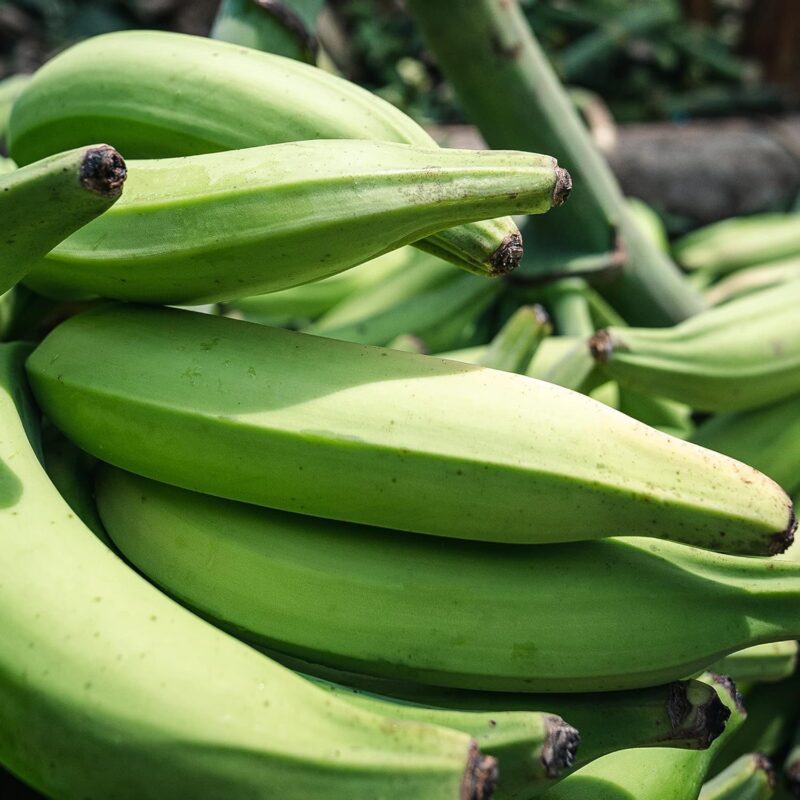 artisan tropic plantain strips sea salt pack