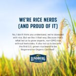 lundberg regenerative organic wild rice image