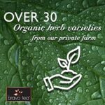 Bravo Tea Turkey Tail Mushroom Herbal Tea, 1.06 Oz 20 Ct - Image 7