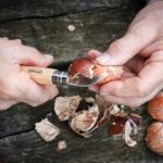 OPINEL No.7 Folding Chestnut and Garlic Wood Handle - Image 4